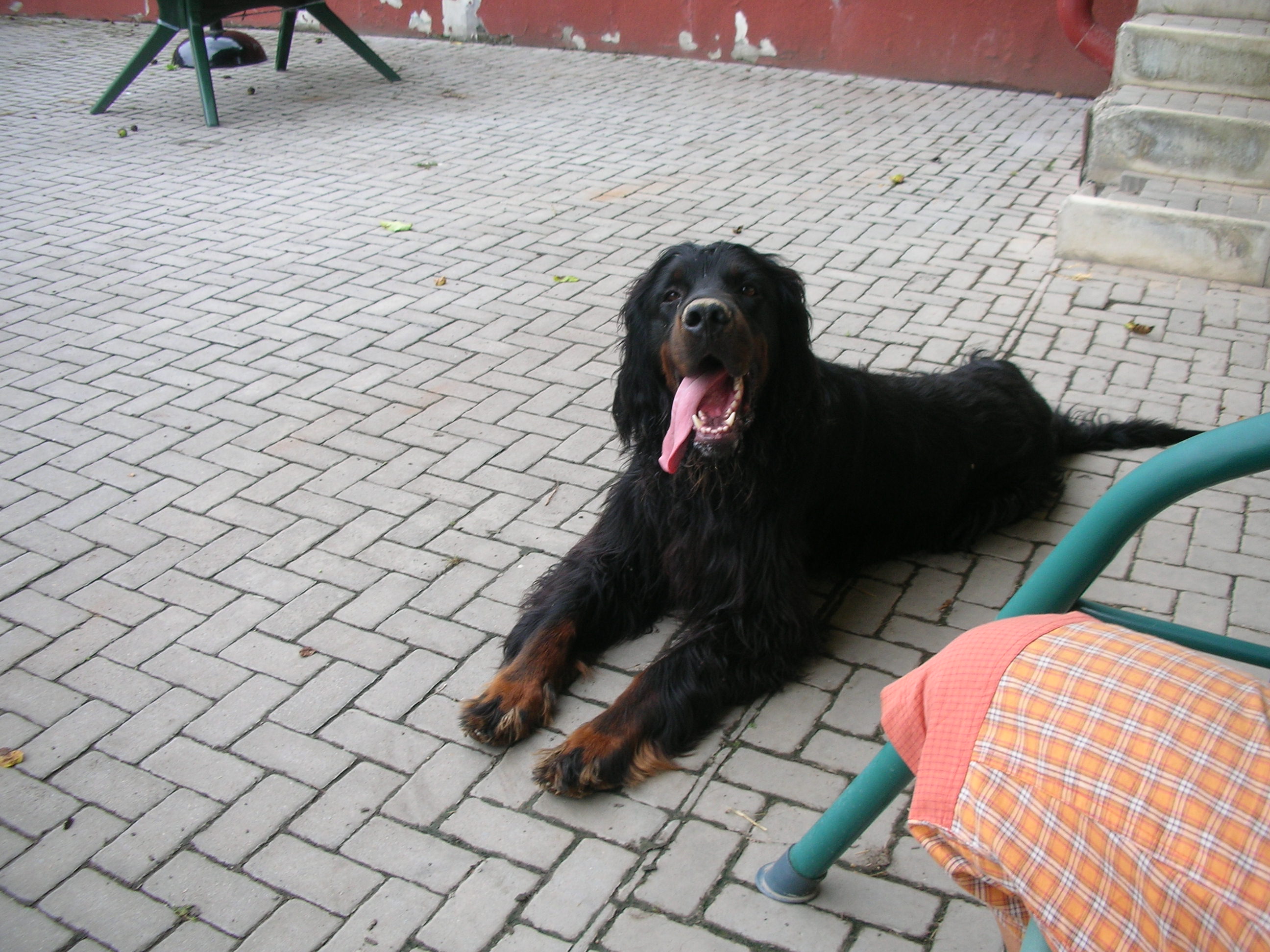 agility+rybička 002.jpg